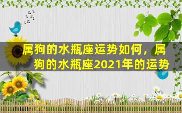 属狗的水瓶座运势如何，属狗的水瓶座2021年的运势